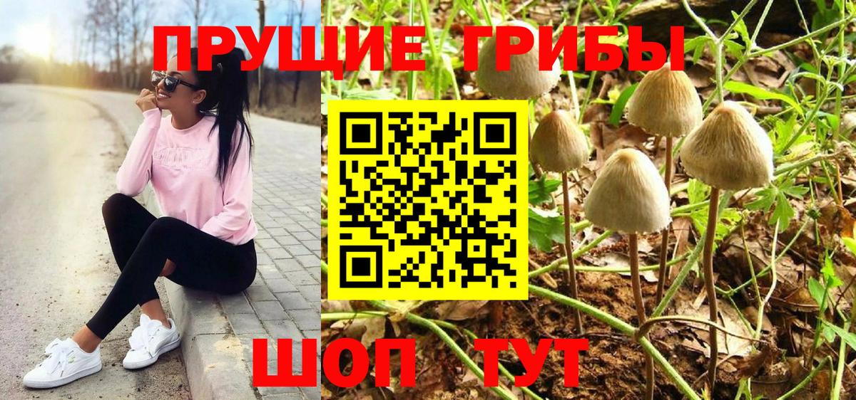 Псилоцибиновые грибы Cubensis Ступино
